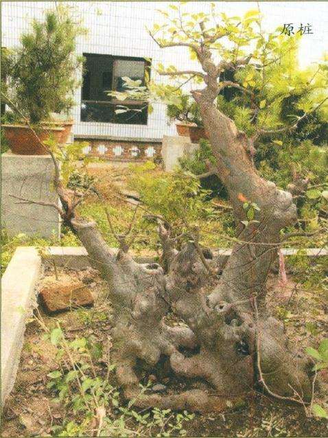 图解 盆景怎么制作设计图的4个原则