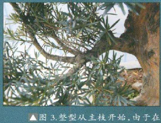 罗汉松盆景整型