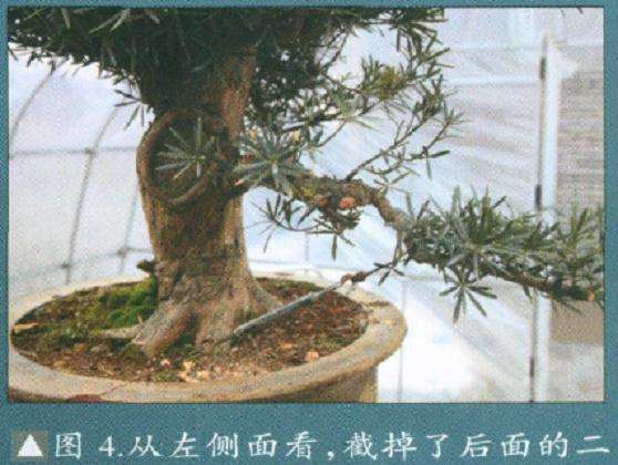 图解 罗汉松盆景怎么改造的15个步骤