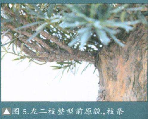 图解 罗汉松盆景怎么改造的15个步骤