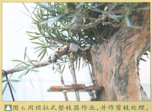 图解 罗汉松盆景怎么改造的15个步骤