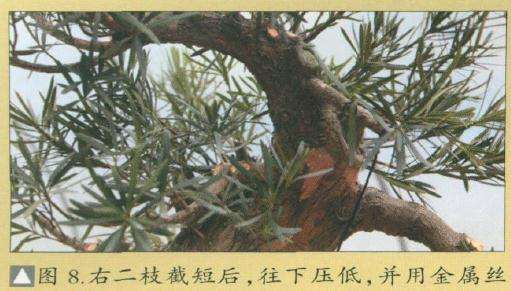 图解 罗汉松盆景怎么改造的15个步骤