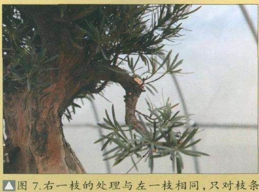 图解 罗汉松盆景怎么改造的15个步骤