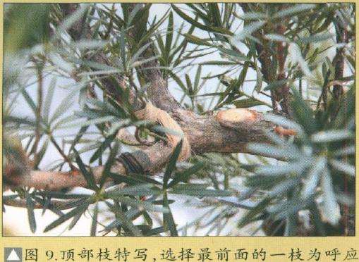 图解 罗汉松盆景怎么改造的15个步骤