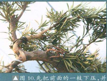 图解 罗汉松盆景怎么改造的15个步骤