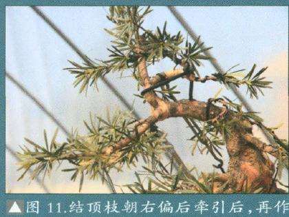 图解 罗汉松盆景怎么改造的15个步骤