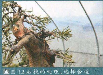 图解 罗汉松盆景怎么改造的15个步骤