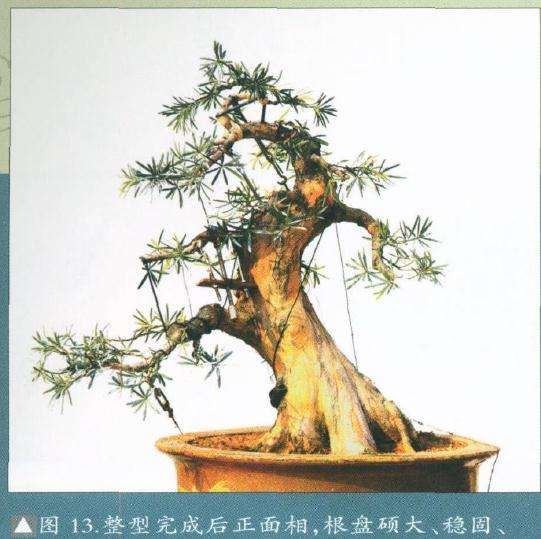 图解 罗汉松盆景怎么改造的15个步骤