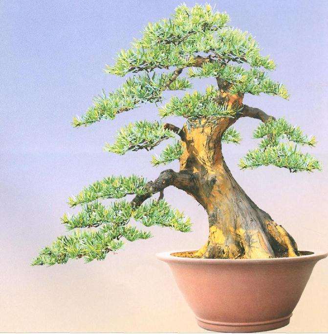 图解 罗汉松盆景怎么改造的15个步骤