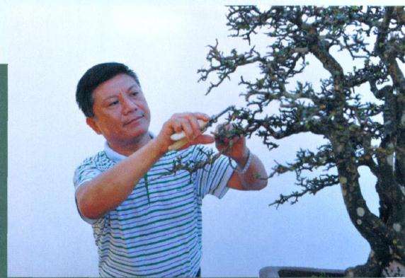 图解 雨林式盆景怎么制作的4个步骤