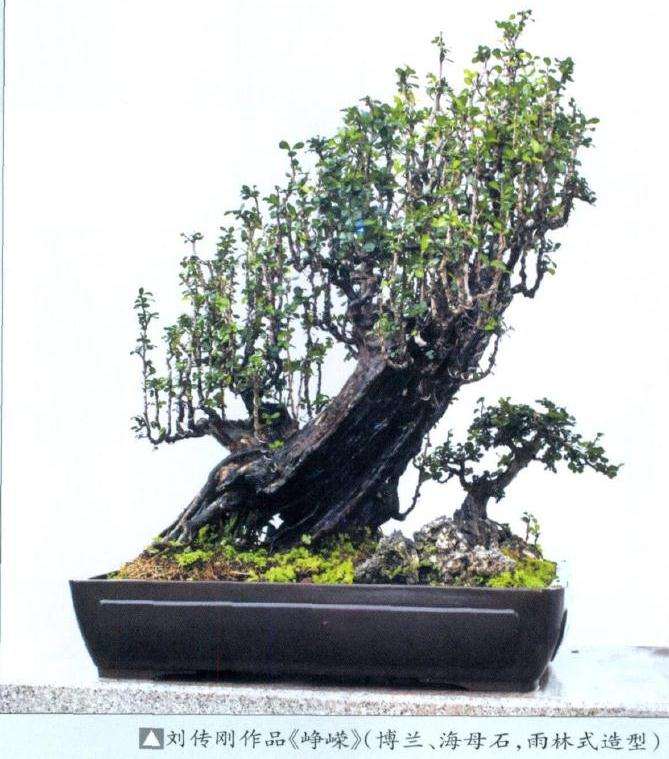 图解 雨林式盆景怎么制作的4个步骤