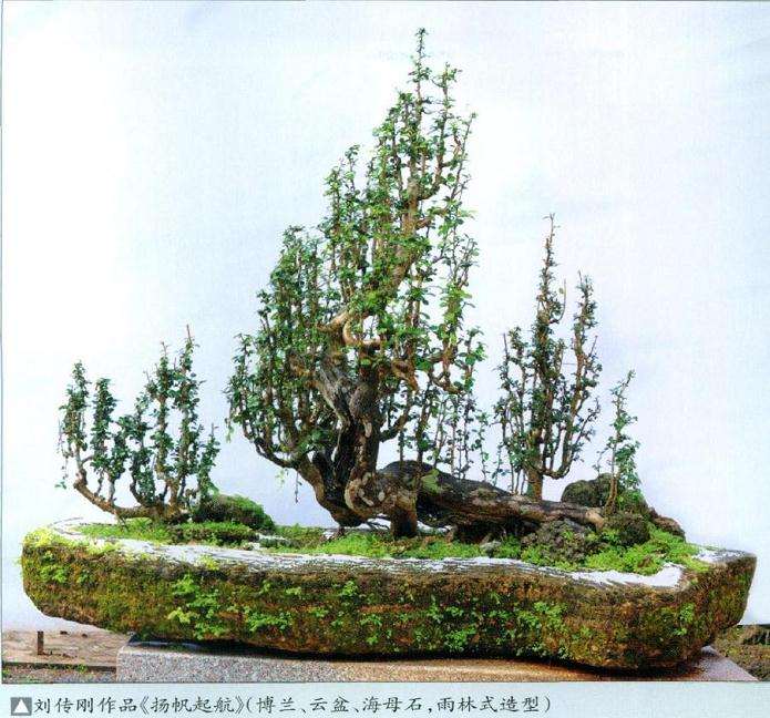 图解 雨林式盆景怎么制作的4个步骤