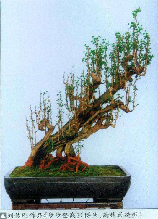 图解 雨林式盆景怎么制作的4个步骤