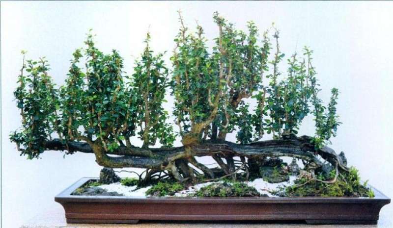 图解 雨林式盆景怎么制作的4个步骤