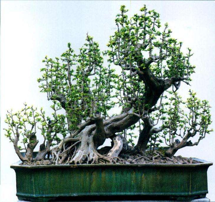 图解 雨林式盆景怎么制作的4个步骤