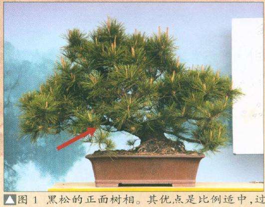 黑松盆景的正面树相