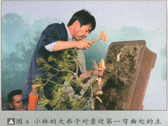 盆景弯曲处的主干