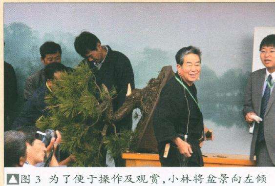小林将盆景向左倾斜