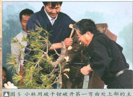 方便盆景弯曲造型