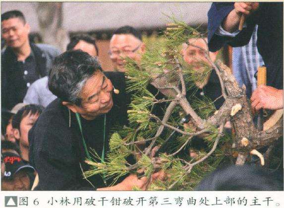 图解 日本盆景大师怎么破干拿弯的10个步骤