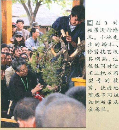 盆景枝条进行蟠