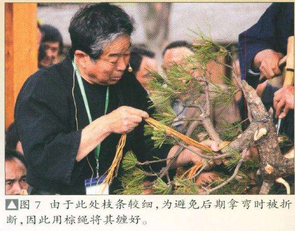 盆景拿弯时被折断