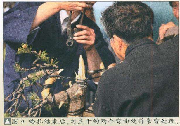 盆景蟠扎结束后