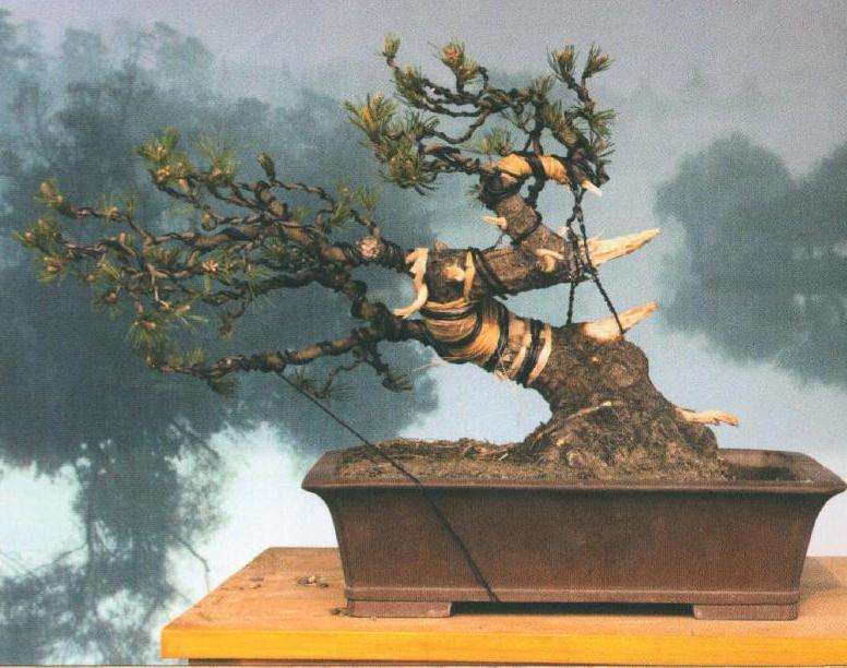 盆景完成后的树相相较于改作前