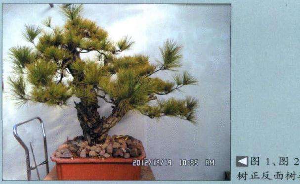 盆景原树正反面树姿