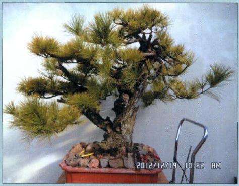 盆景原树正反面树姿