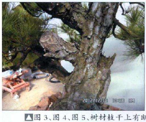 盆景树材枝干上有断面