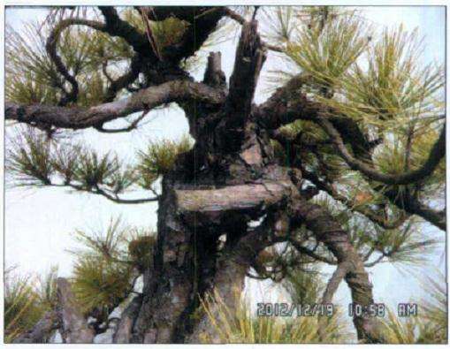 盆景树材枝干上有断面