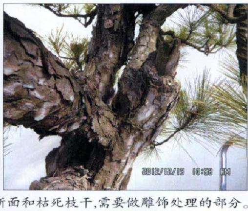 盆景树材枝干上有断面