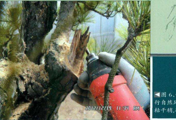 依据盆景树势造型需要