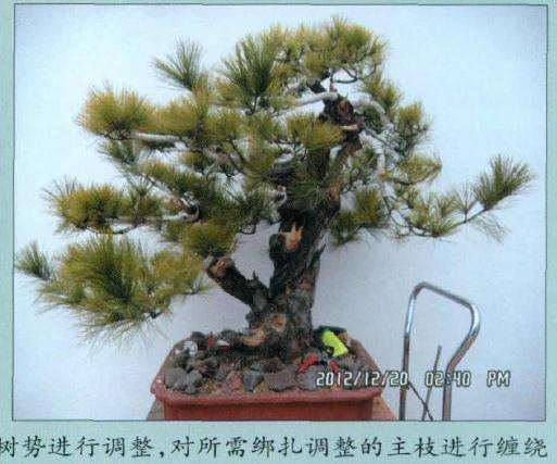 按盆景主干原出枝点位