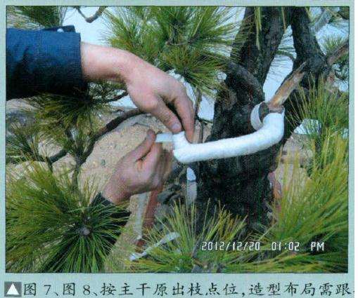 按盆景主干原出枝点位