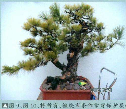 盆景缠绕布条作拿弯