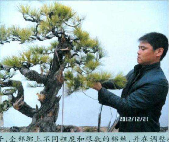 盆景缠绕布条作拿弯