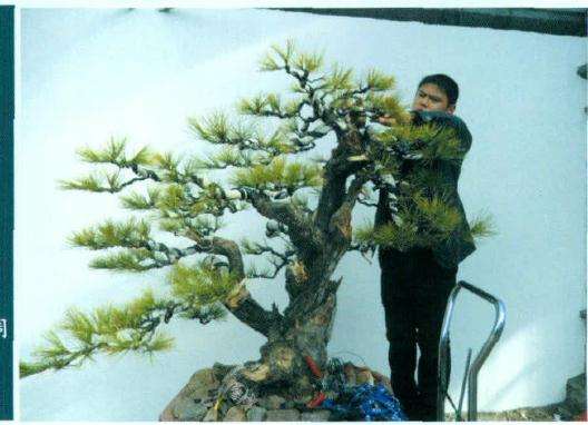 盆景左右错落进行调整