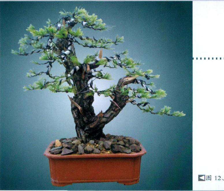 盆景制作完工后背面效果