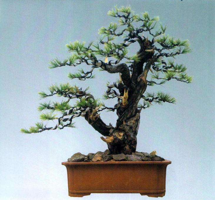 图解 松树盆景主干怎么造型布局的13个步骤