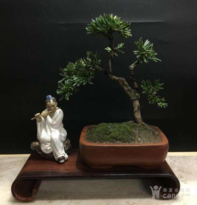 微型盆景怎么陈设的方法