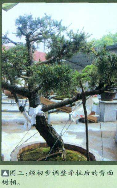 图解 五针松盆景怎么改造的6个步骤