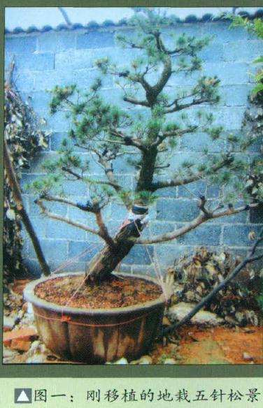 图解 五针松盆景怎么改造的6个步骤