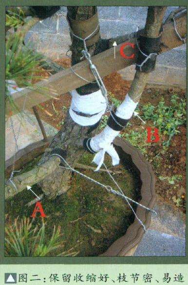 图解 五针松盆景怎么改造的6个步骤