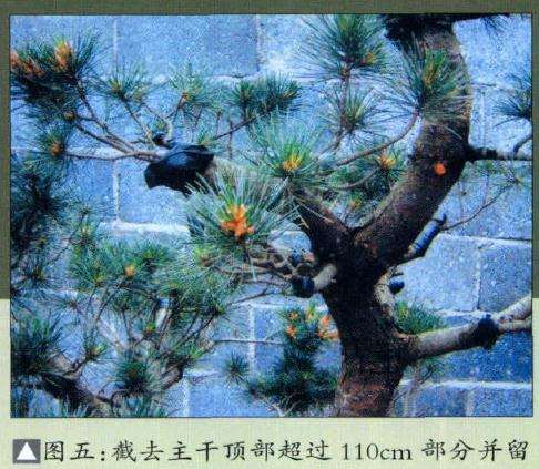 图解 五针松盆景怎么改造的6个步骤