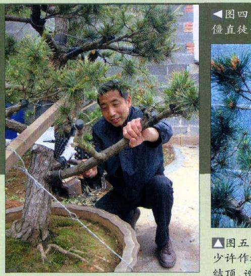 图解 五针松盆景怎么改造的6个步骤