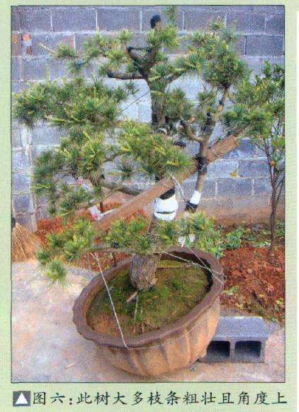 图解 五针松盆景怎么改造的6个步骤