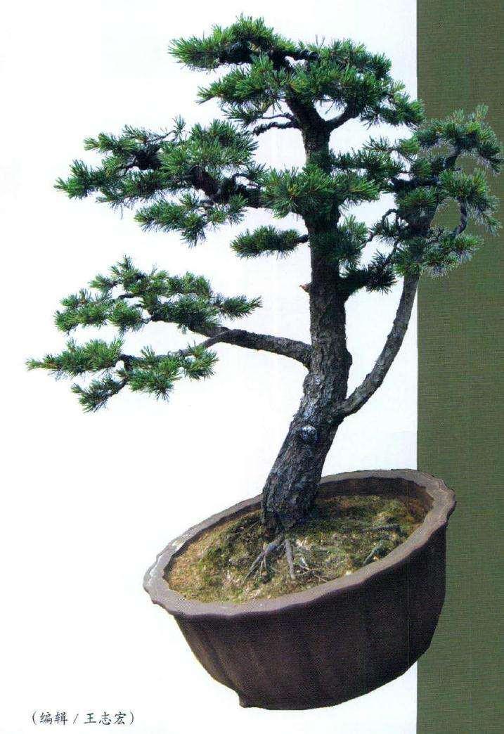 图解 五针松盆景怎么改造的6个步骤