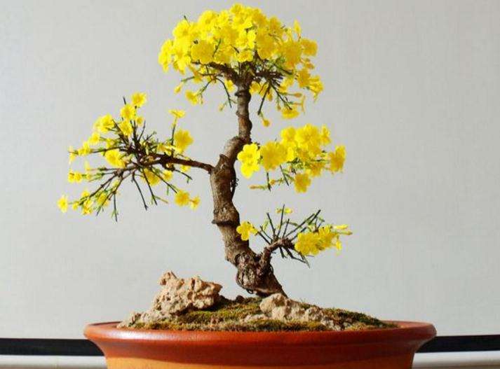 迎春花盆景怎么造型植株的3个步骤